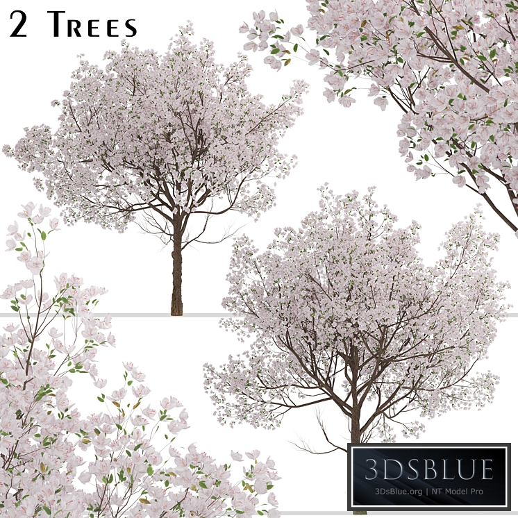 Set of Yoshino Cherry Trees (Prunus yedoensis) (2 Trees)