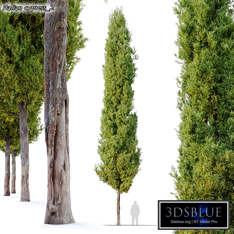 italian cypress 2