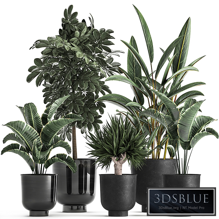 Plant collection 843. Strelitzia, Schefflera, palm tree, black flowerpot, loft, industrial style