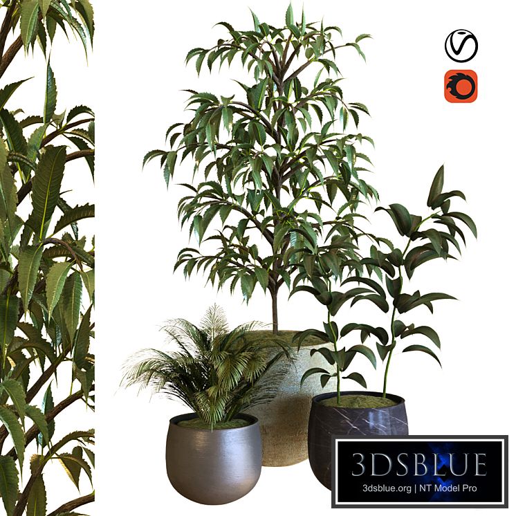 plant in box set 040