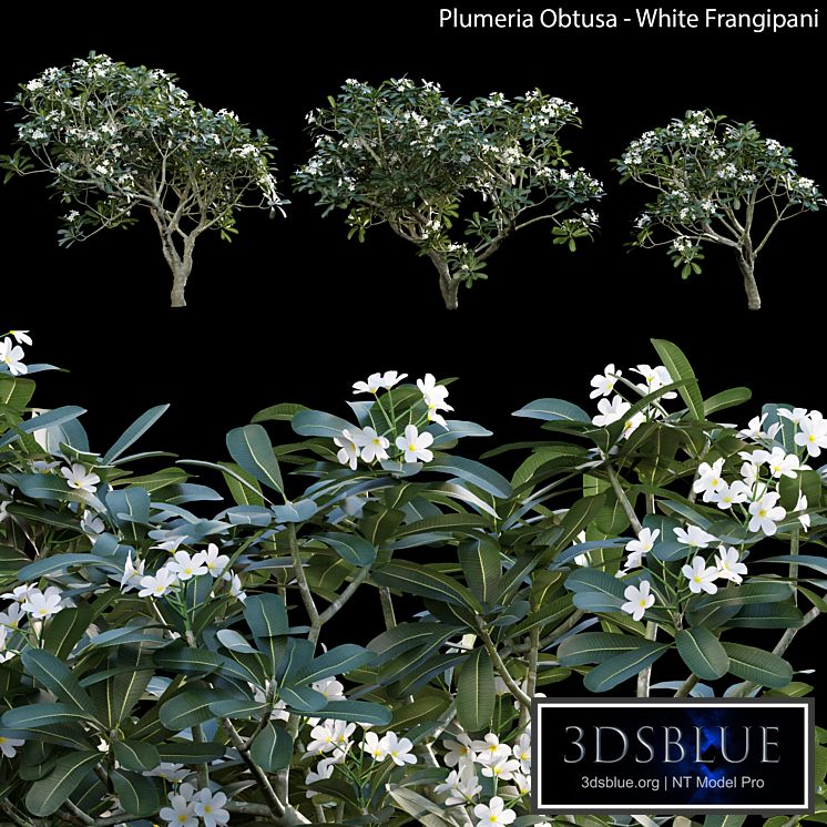 Plumeria Obtusa - White Frangipani - 01