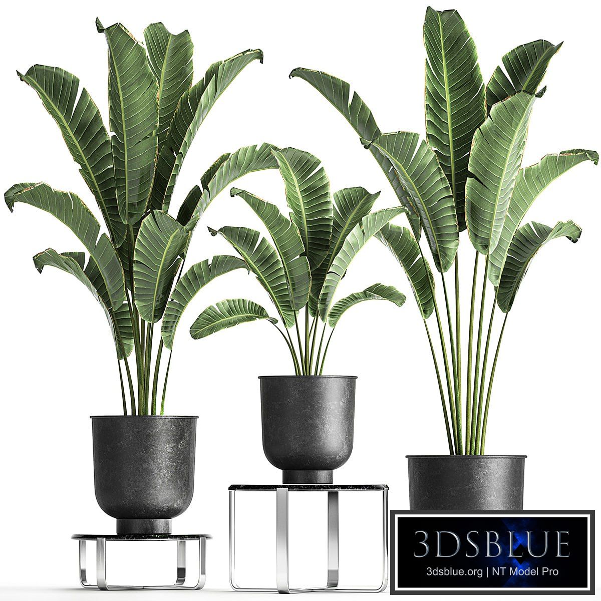 Plant collection 846. Strelitzia, bana, bush, metal pot, flowerpot, loft, black, decorative, interior, flower stand, coffee table