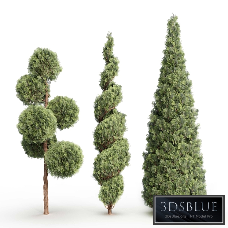 Thuja # 1 (Thuja # 1)