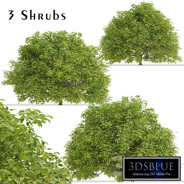 Set of Euonymus japonicus Shrubs (Evergreen spindle) (3 Shrubs)