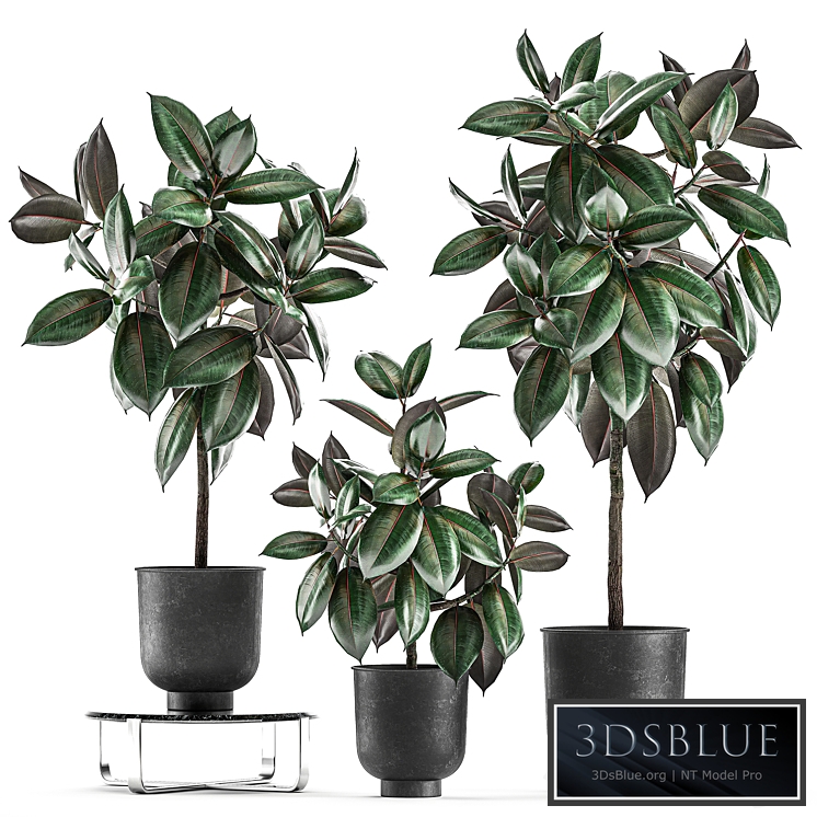 Plant collection Ficus Abidjan 848. Ficus elastica, tree, black pot, loft, metal