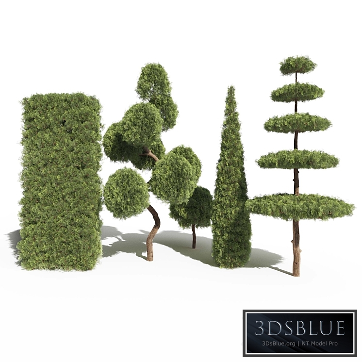 Thuja # 2 (Thuja # 2)