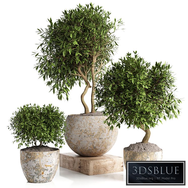 Outdoor plant in concrete pot 12