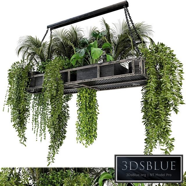 Indoor Hanging Plants in Metal Box - Set 71