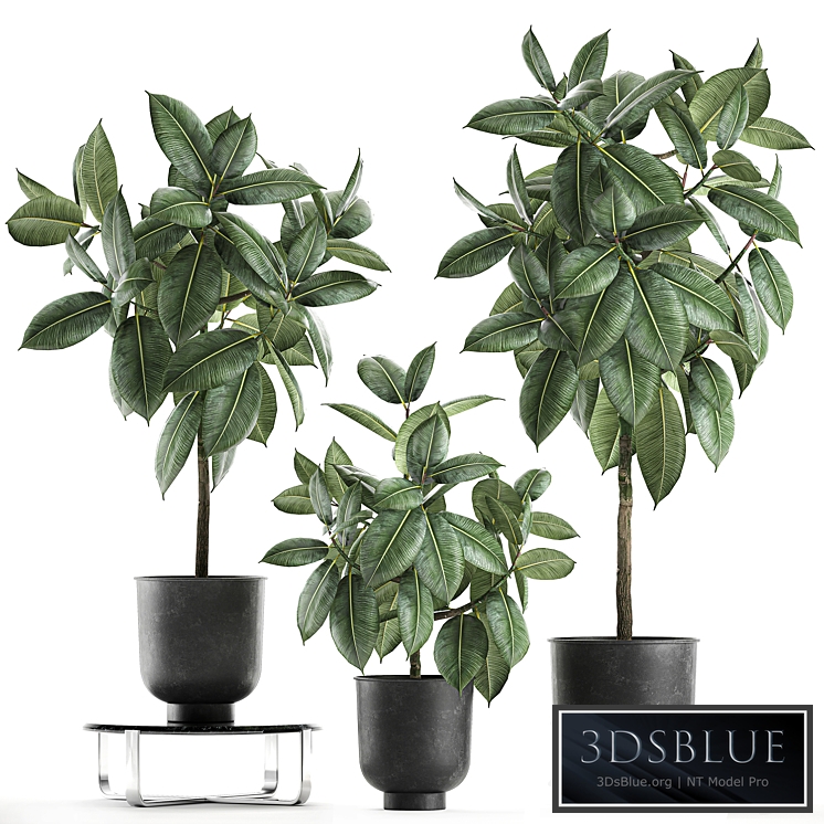 Plant collection 850. Strelitzia, bana, bush, metal pot, flowerpot, loft, black, decorative, interior, flower stand, coffee table