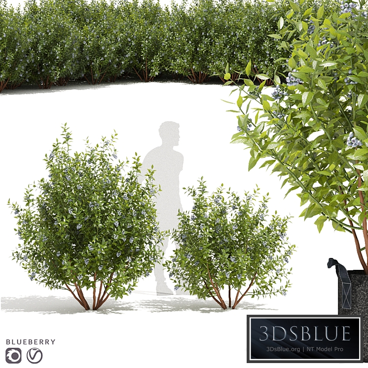 Blueberry bushes | Blueberry