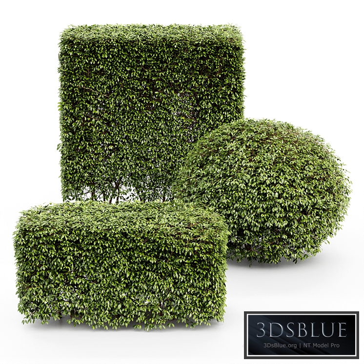 Dwarf Yaupon Holly - Spherical + Box hedge