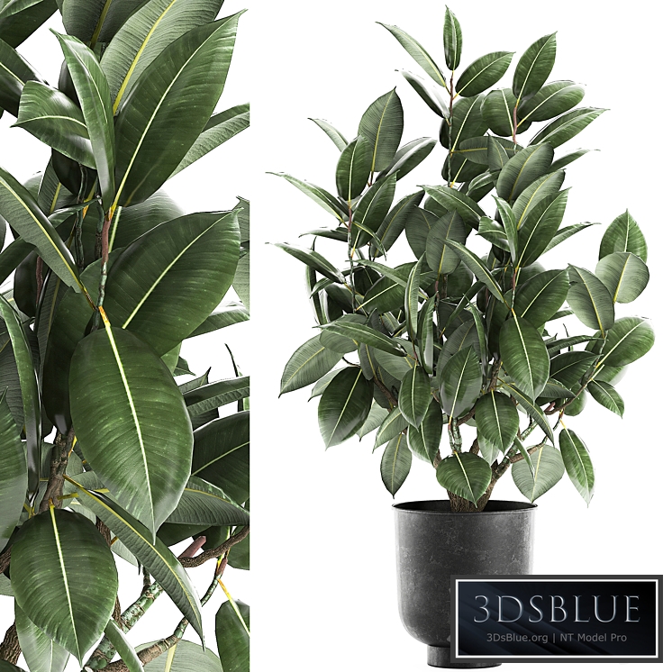 Plant Ficus elastica 852. Ficus elastica, tree, black pot, loft, metal
