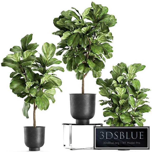 Plant collection Ficus lyrata 854. ficus Lyrata, tree, black pot, loft, interior, decorative, tree, bush, table, stand, stylish, modern, interior, tree, office plants