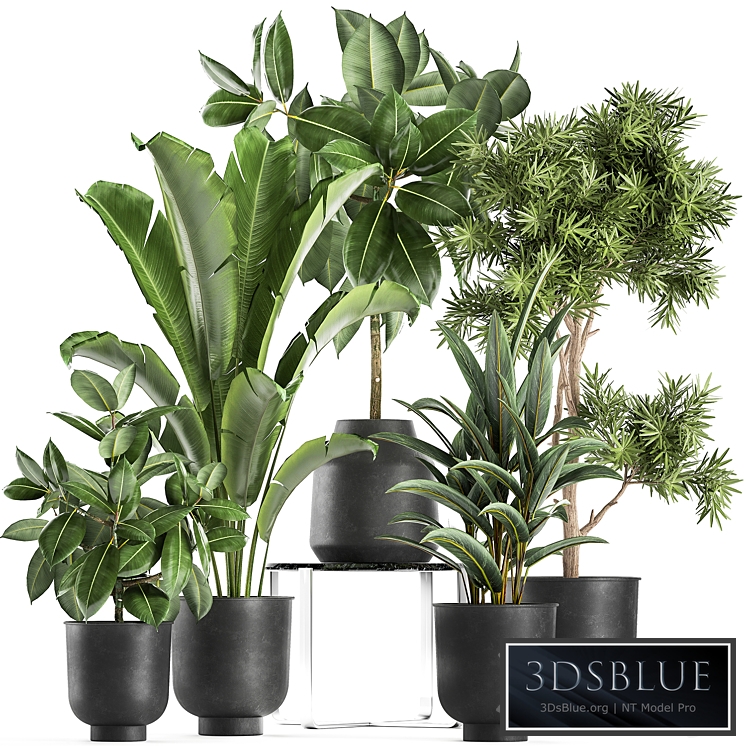 Plant collection 855. Tree, Banana Bush, Strelitzia, Loft, Black Flowerpot, Stand, Table, Metal Pot, Flowerpot, Modern, Stylish, Flower, Ficus rubbery, Ficus elastica