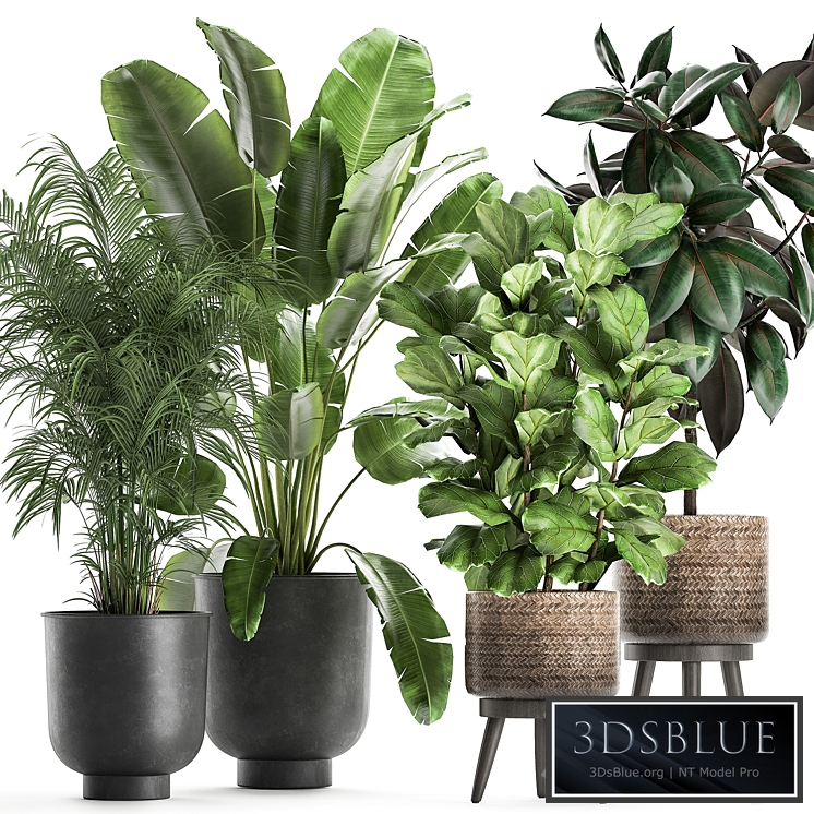 Plant collection 860. Decorative palm, Strelitzia, ficus, tree, basket, black flowerpot, loft, stylish, stand, metal, rattan, basket, interior, flower, Howea forsteriana, Ficus elastica, Abidjan