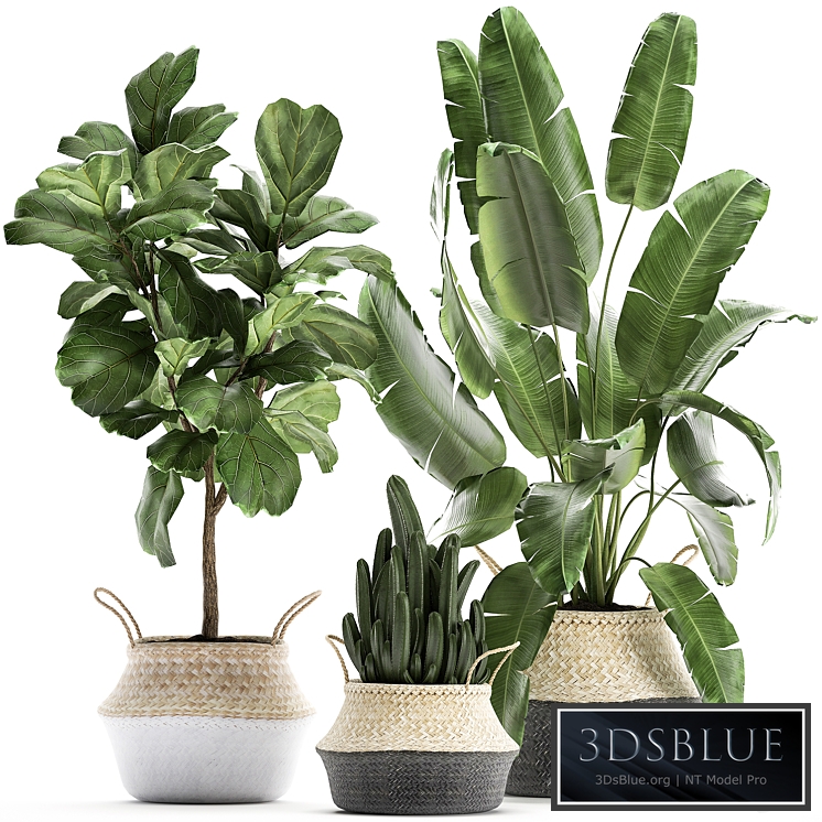 Plant collection 861. Cactus, ficus, banana palm, basket, strelitzia, Lyrata, Scandinavian style, eco design, wicker, Strelitzia, tree, interior, flower