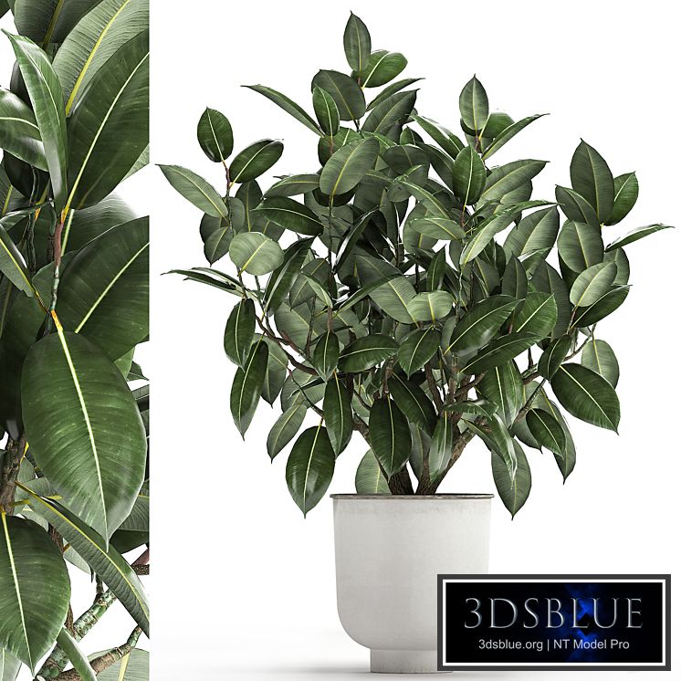 Beautiful lush flower tree Ficus elastic in a white metal pot for interior. 864.