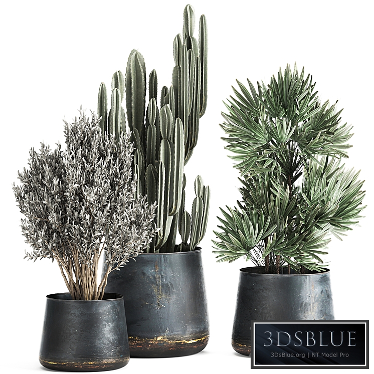 Plant collection 870. Cactus, palm, olive, tree, rapis, flowerpot, industrial style, luxury decor, Cereus, tree, Raphis Palm