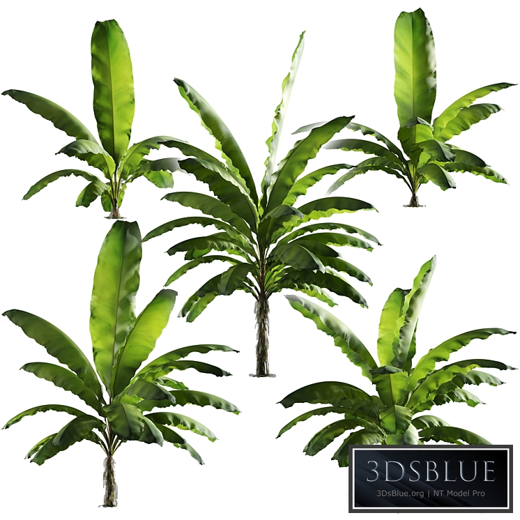 Banana palm tree Set of 5 models