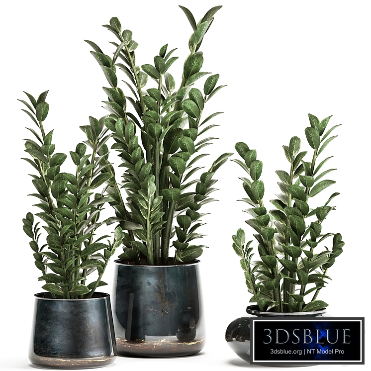 Collection of small plants in luxury pots with Zamiokulkas flower, money tree. Set 872.
