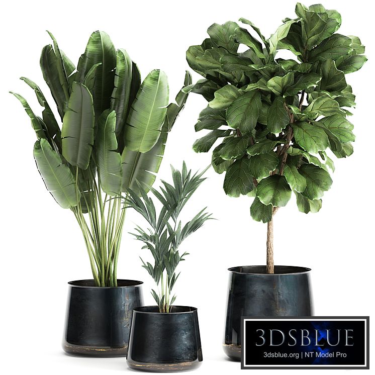 Collection of plants in stylish pots with a small tree Ficus lyrata, Banana palm, Howea . Set 873.