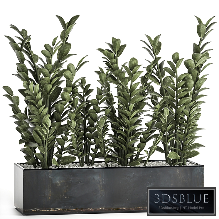 Plant Zamioculcas 874. Zamioculcas, bush, flowerpot, metal pot, interior, flower, luxury decor, eco design, stylish pots