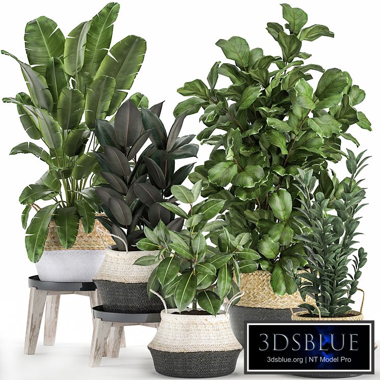 A collection of lush plants in rattan baskets with thickets of Ficus Lirata, Strelitzia, banana palm, Zamiokulkas. Set 874.