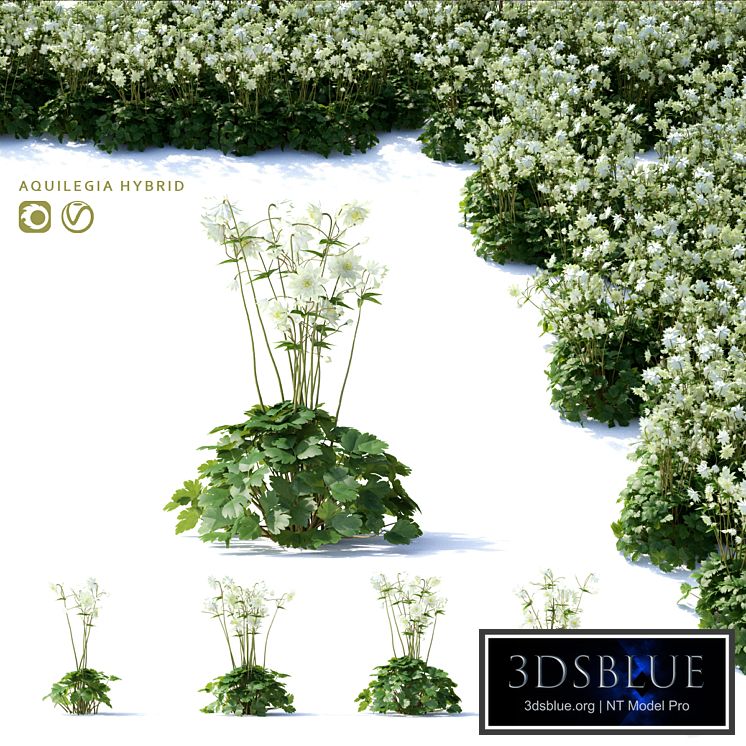Aquilegia hybrid flowers | Aquilegia hybrid