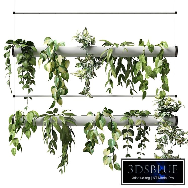 Ampel plants in a flowerpot pipe