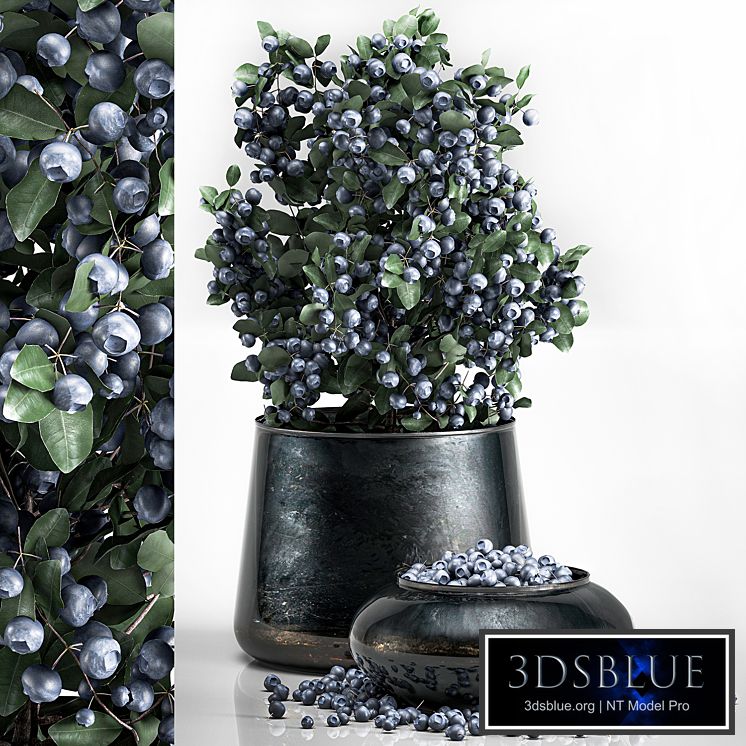 A small beautiful lush blueberry bush in a metal pot and a bowl with blueberries, a tree.