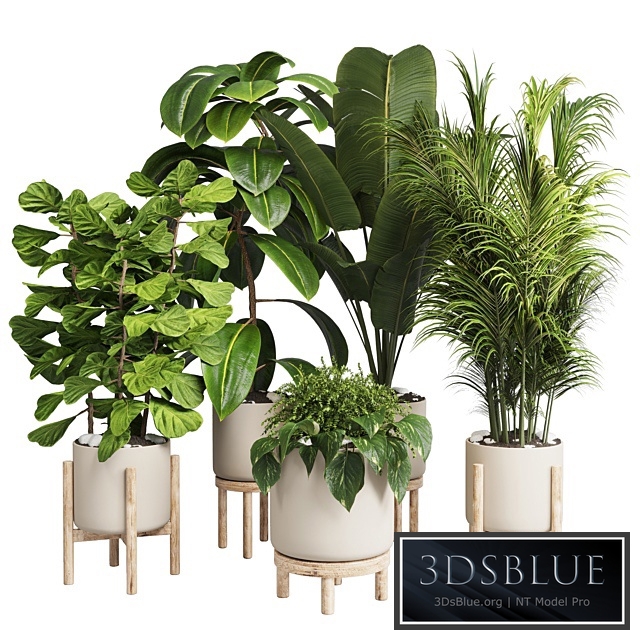 collection Indoor plant 30 -wood vase