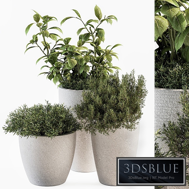 indoor Plant Set 191 - Plant in pot