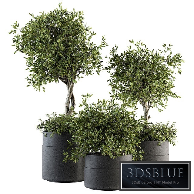 indoor Plant Set 193 - Tree in pot