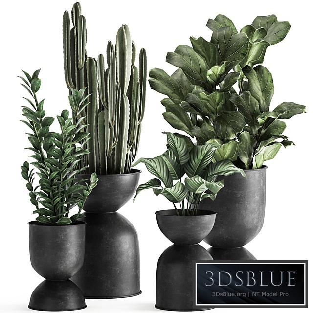 Plant collection 877. Zamioculcas, cactus, ficus, black flowerpot, loft, industrial style, Cereus, ficus Lyrata