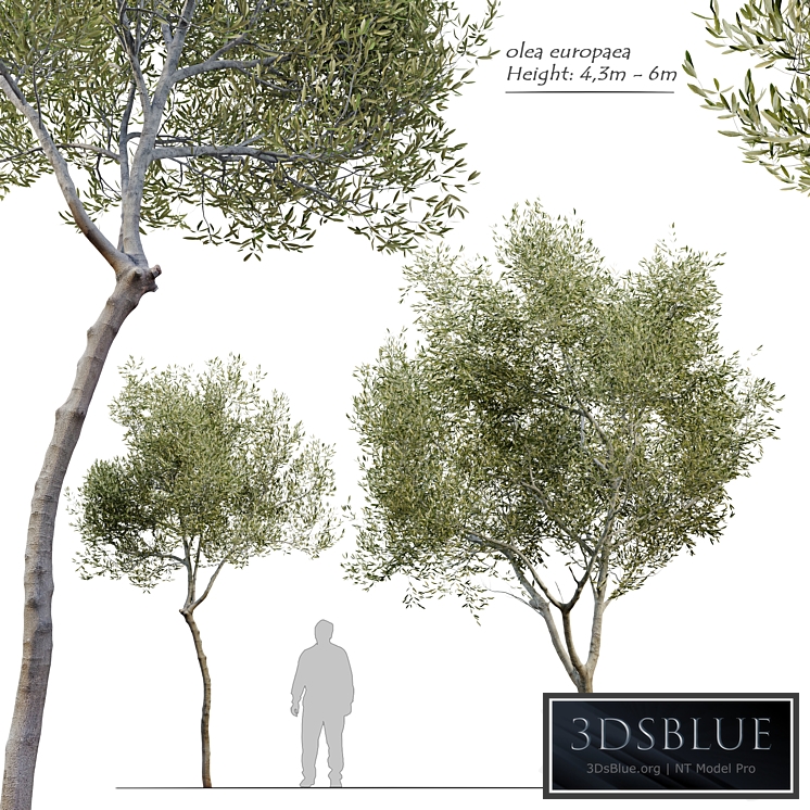 Olea europaea (Olive tree)