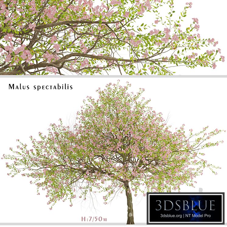 Malus spectabilis Tree (Chinese Flowering Crabapple) (1 Tree)