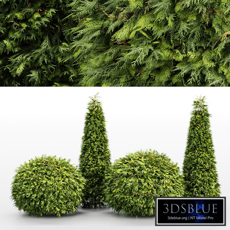 Evergreen Shrubs - Golden Globe Dwarf Thuja