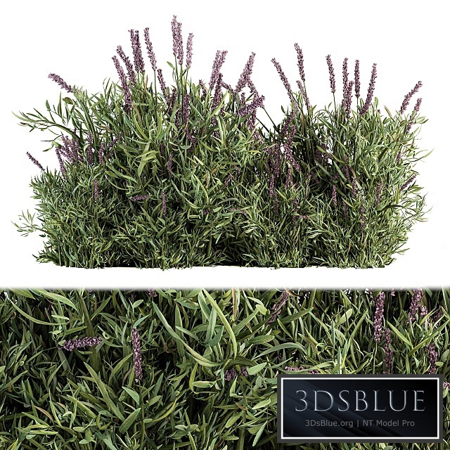 Lavender Bush - Bush Set20