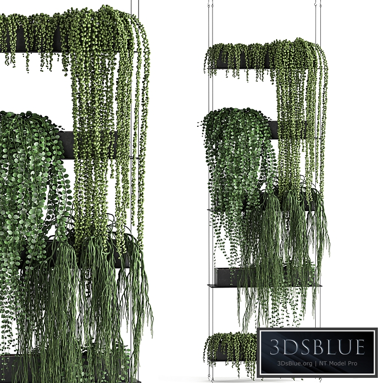 Vertical gardening. 65 Succulents, climbing plants, black shelf, loft, decor, Groundsel, phytowall, phytomodule, flower garden, Senecio rowleyanus, Pearls succulent