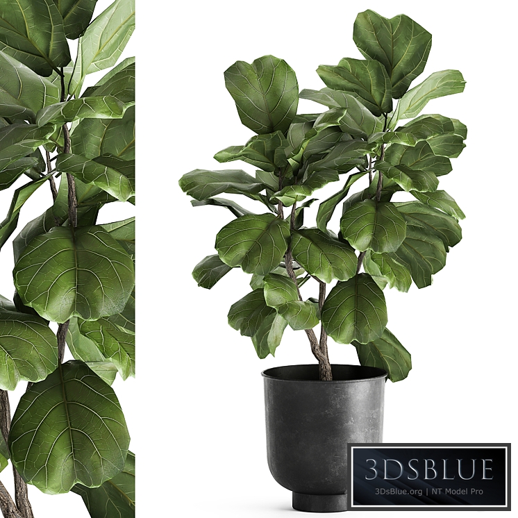 ficus Lyrata 878. Black flowerpot, metal pot, tree, loft, industrial style, Scandinavian, small tree, interior