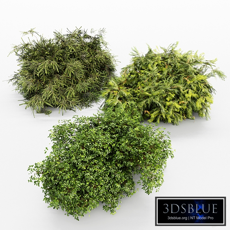 Different Bush-Golden Globe-Dwarf Thuja-Spruce