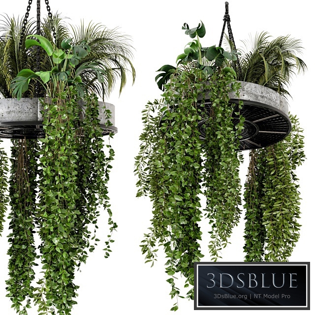 Indoor Hanging Plants in Metal Box - Set 86