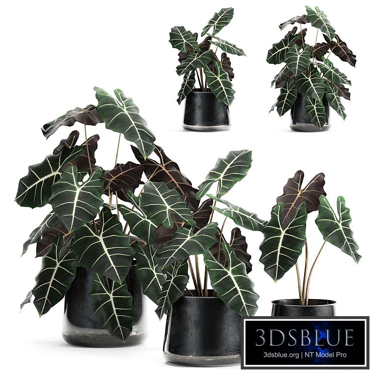 A collection of small exotic flowers in black metal pots with Alocasia Amazonica. Set 880.