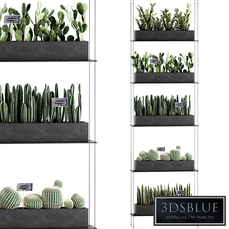 Vertical gardening. 66 Cacti, black shelf, loft, prickly pear, Zamioculcas, phytowall, phytomodule, flower garden, Cereus, sansevieria, Barrel Cactus, Prickly pear