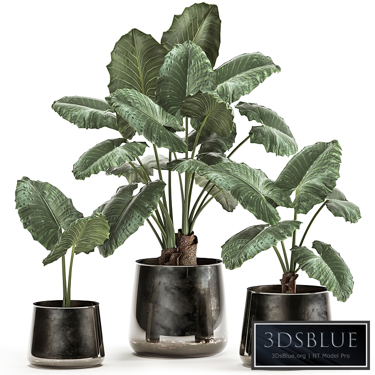 VPlant collection alocasia macrorrhiza 881. Alocasia, black flowerpot, pot, loft, luxury flowerpot, flower, pot, bush