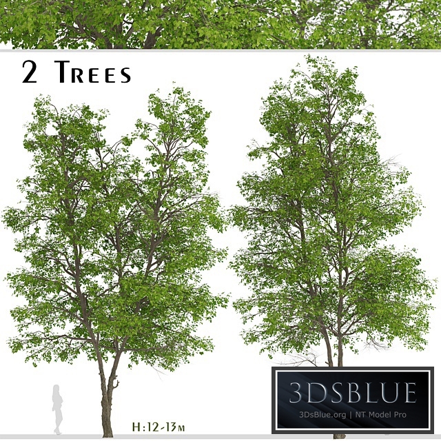 Set of Tilia Platyphyllos Trees (Large-Leaved Lime) (2 Trees)