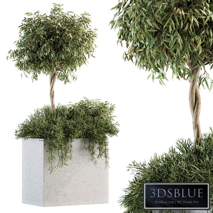 Outdoor Plant Set 172 - Plant Box tree