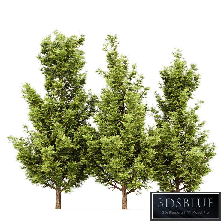 Leyland cypress - leylandi