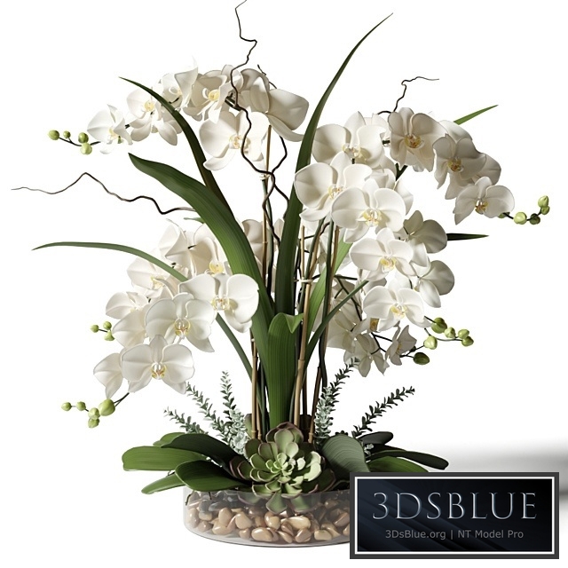 White orchids in a glass vase with stones