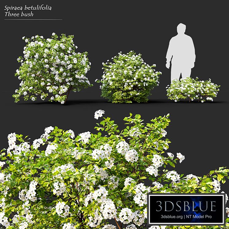 Spiraea betulifolia Tor